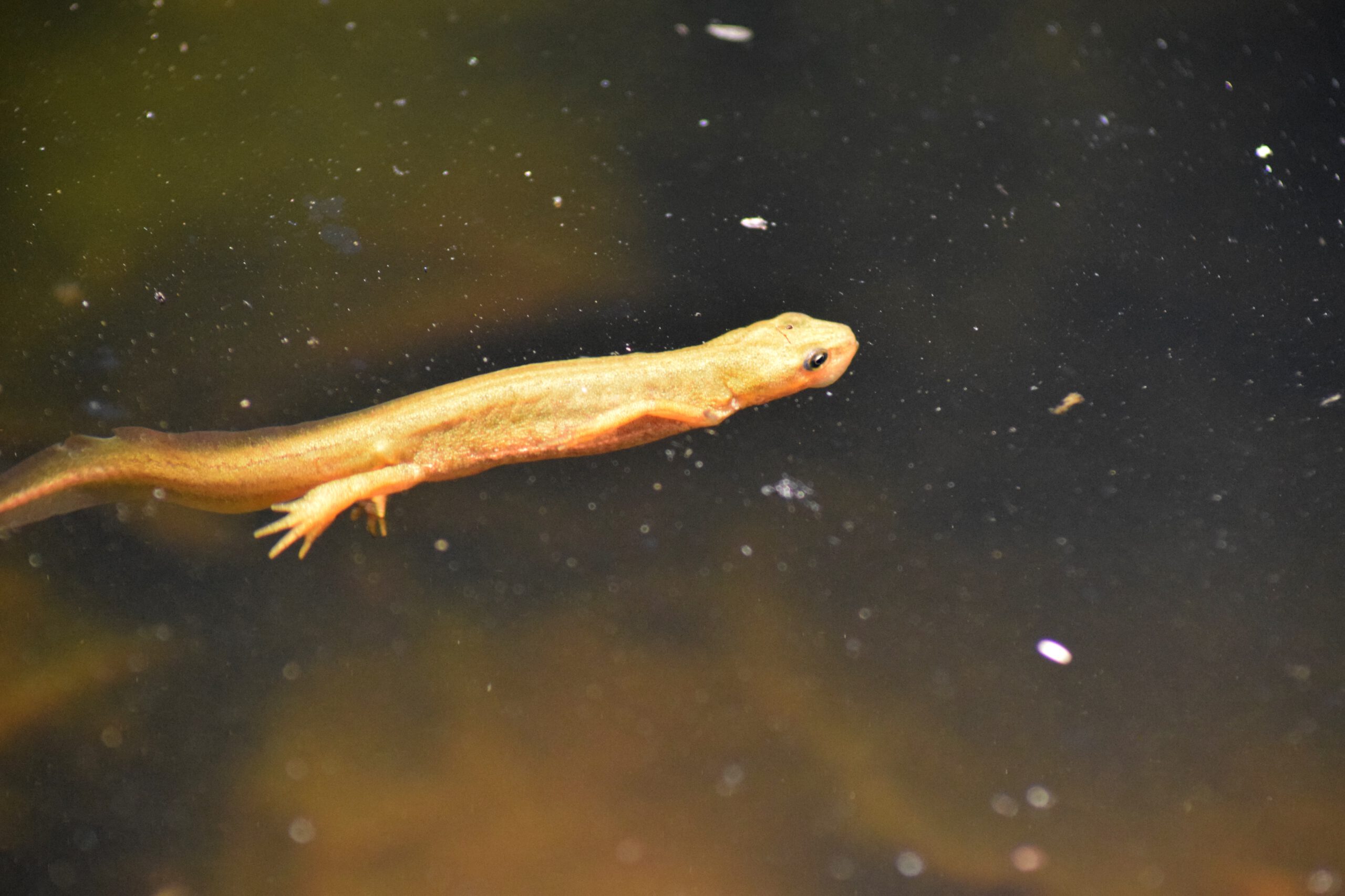 afbeelding_Verbod watersport vanwege watersalamander in Regge